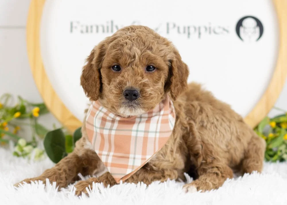 Frosty goldendoodle for sale(3).jpg