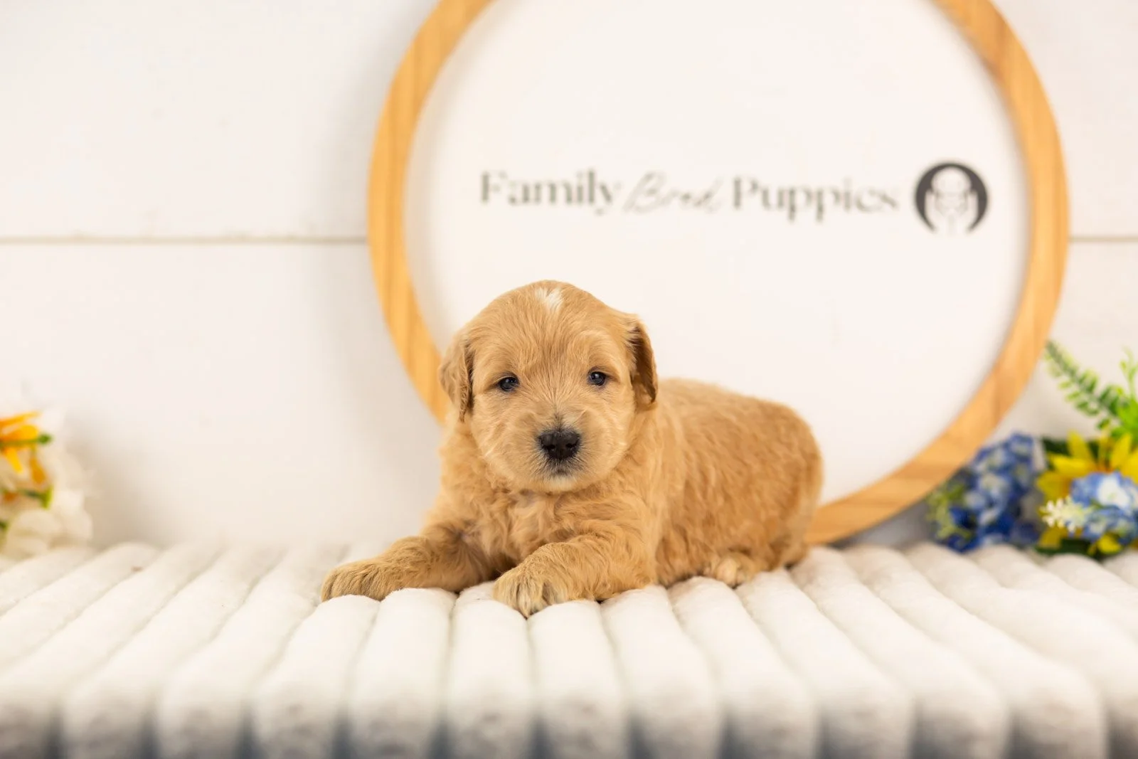 samwise goldendoodle for sale(1).jpg