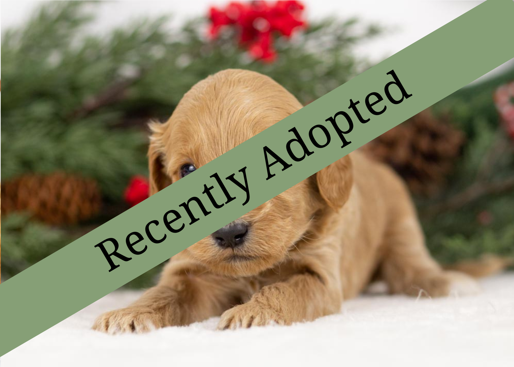 goldendoodle for sale