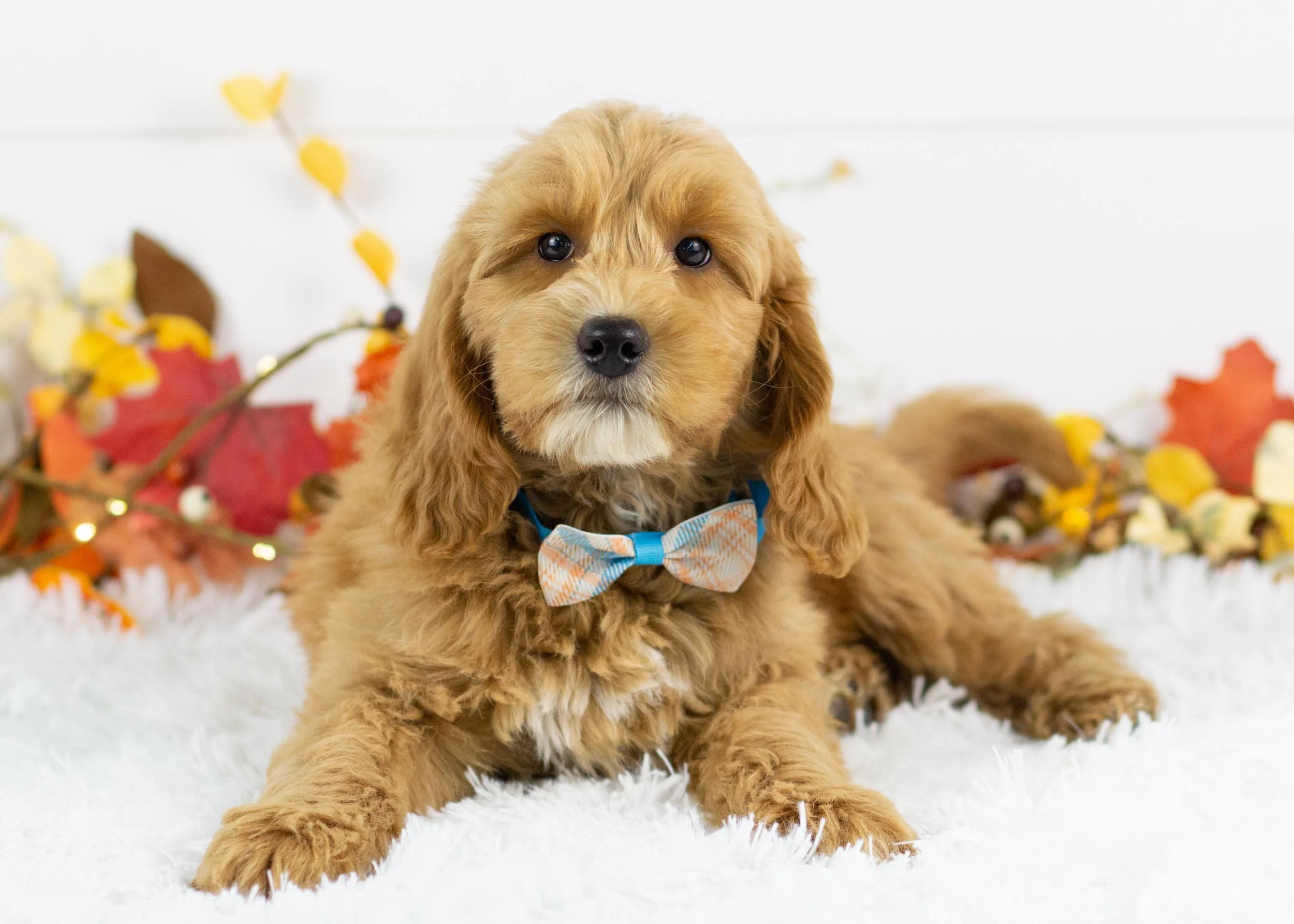 Ruff goldendoodle for sale(1).jpg