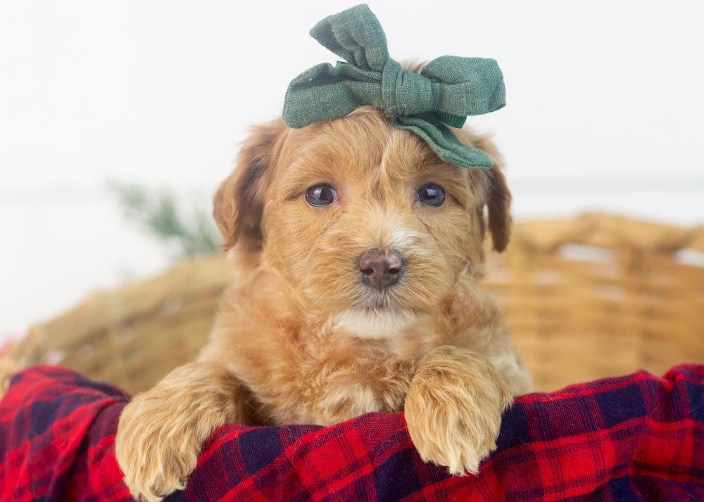 Hattie goldendoodle for sale(1).jpg