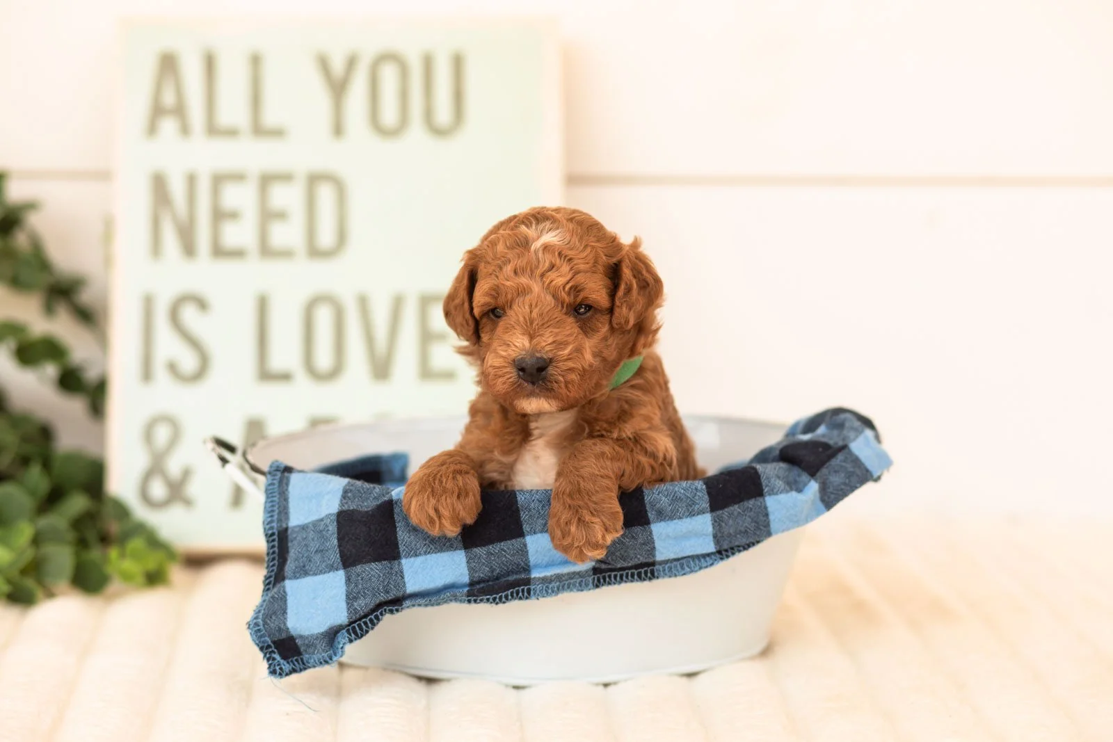 Betta goldendoodle for sale(1).jpg