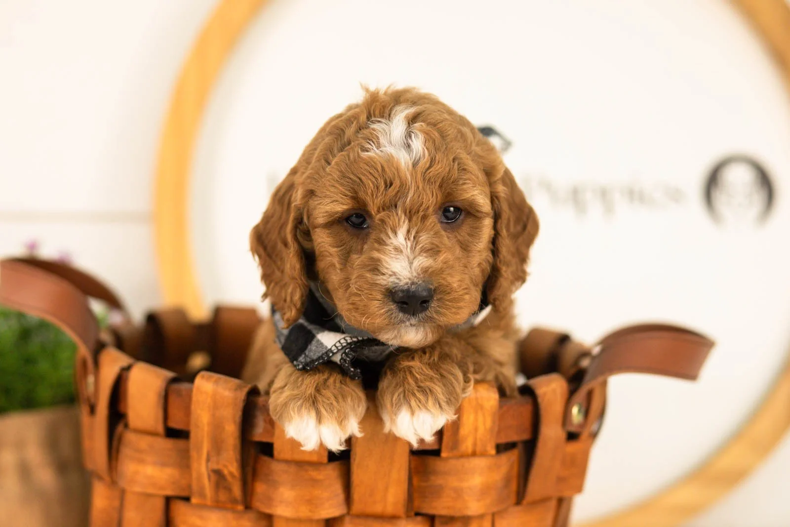 Sunny goldendoodle for sale(3).jpg