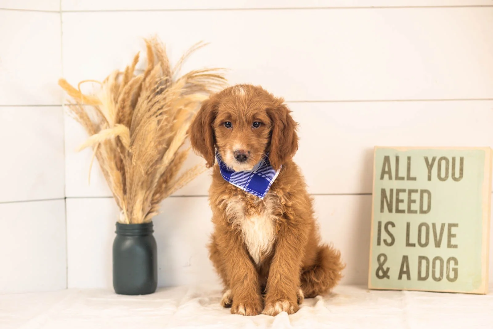 Marley goldendoodle for sale(2).jpg
