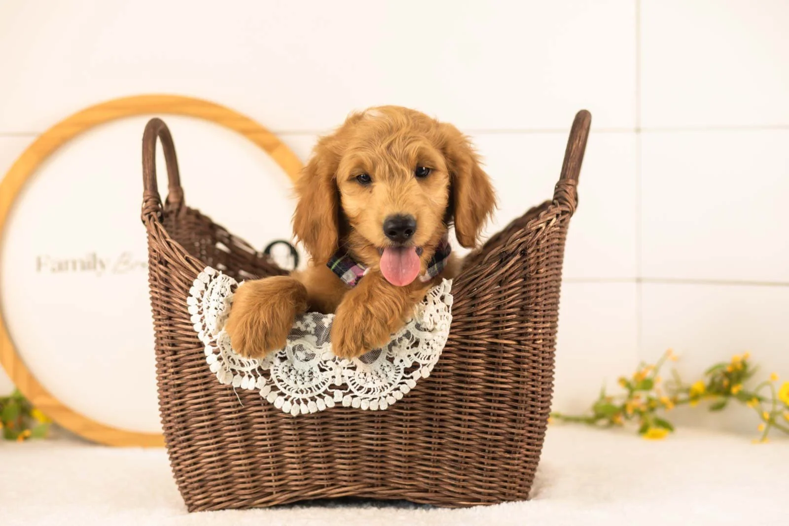 Putzie goldendoodle for sale(3).jpg