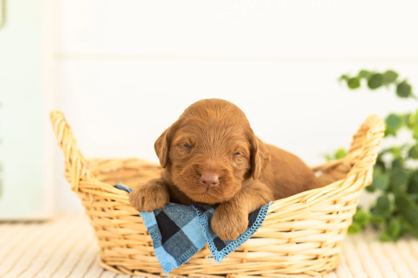 Atlas goldendoodle for sale(3).jpg