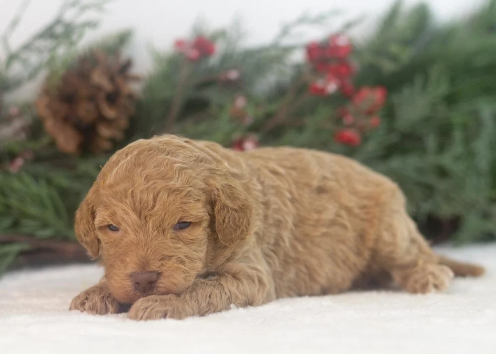 Texas goldendoodle for sale.jpg