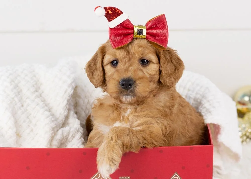 Pistachio Goldendoodle for sale.jpg