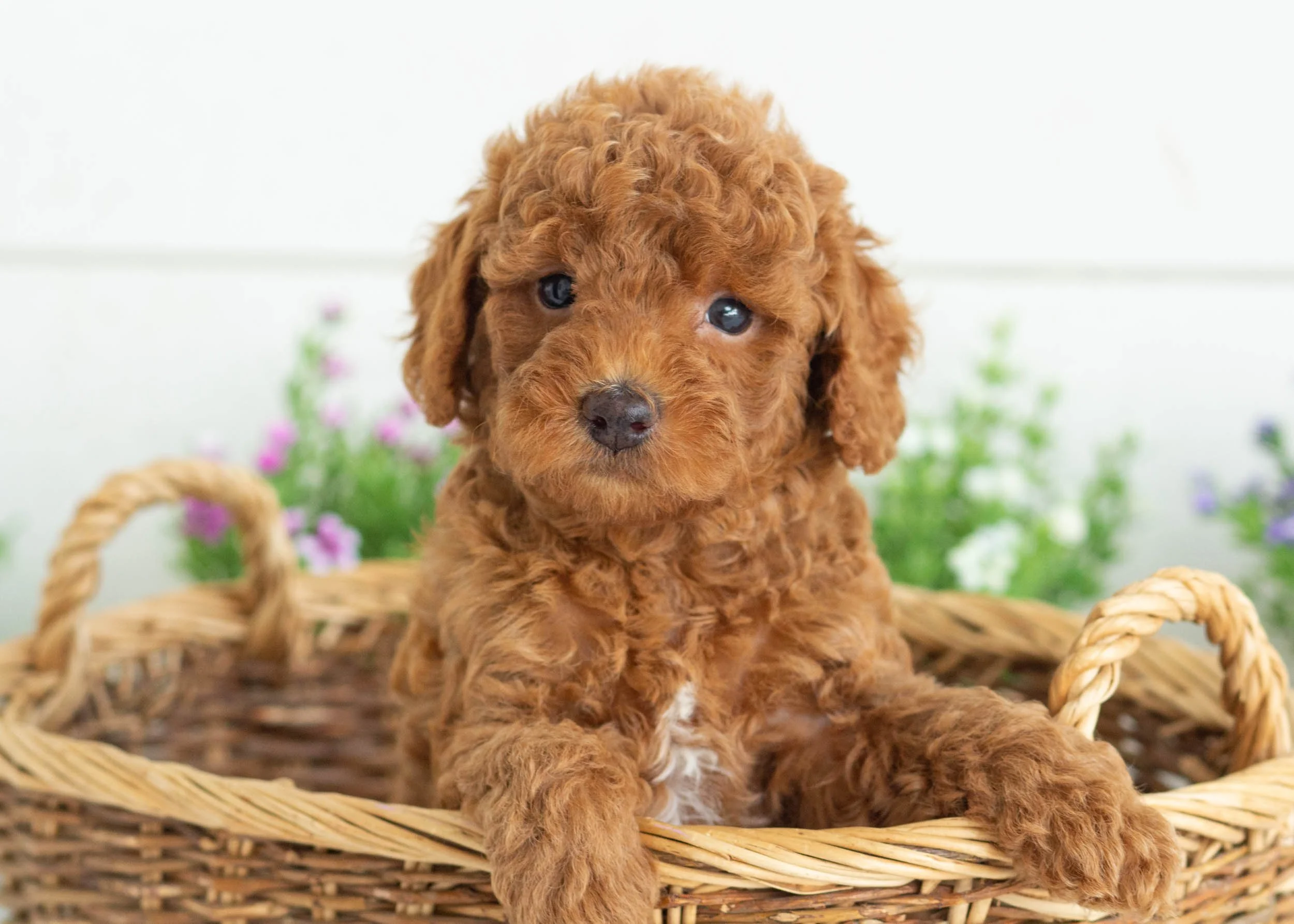 Zane Goldendoodle for sale.jpg