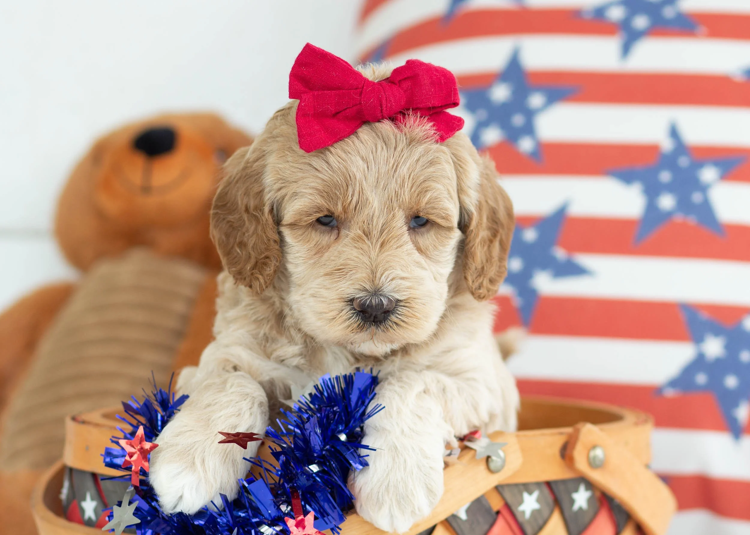 Frappe Goldendoodle For Sale.jpg