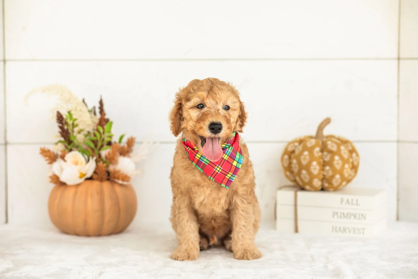 Jasper goldendoodle for sale 4.jpg