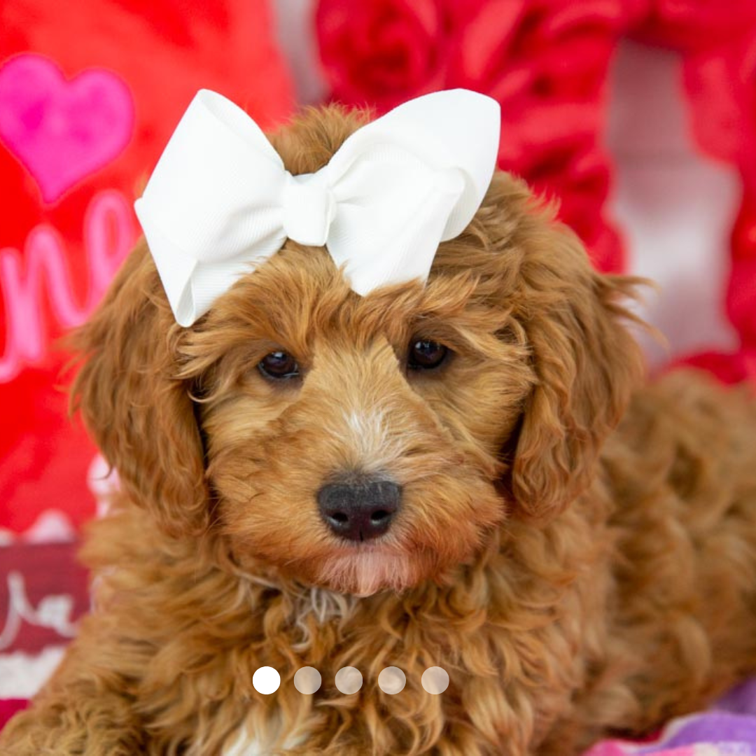 Copy of FBP Design.png