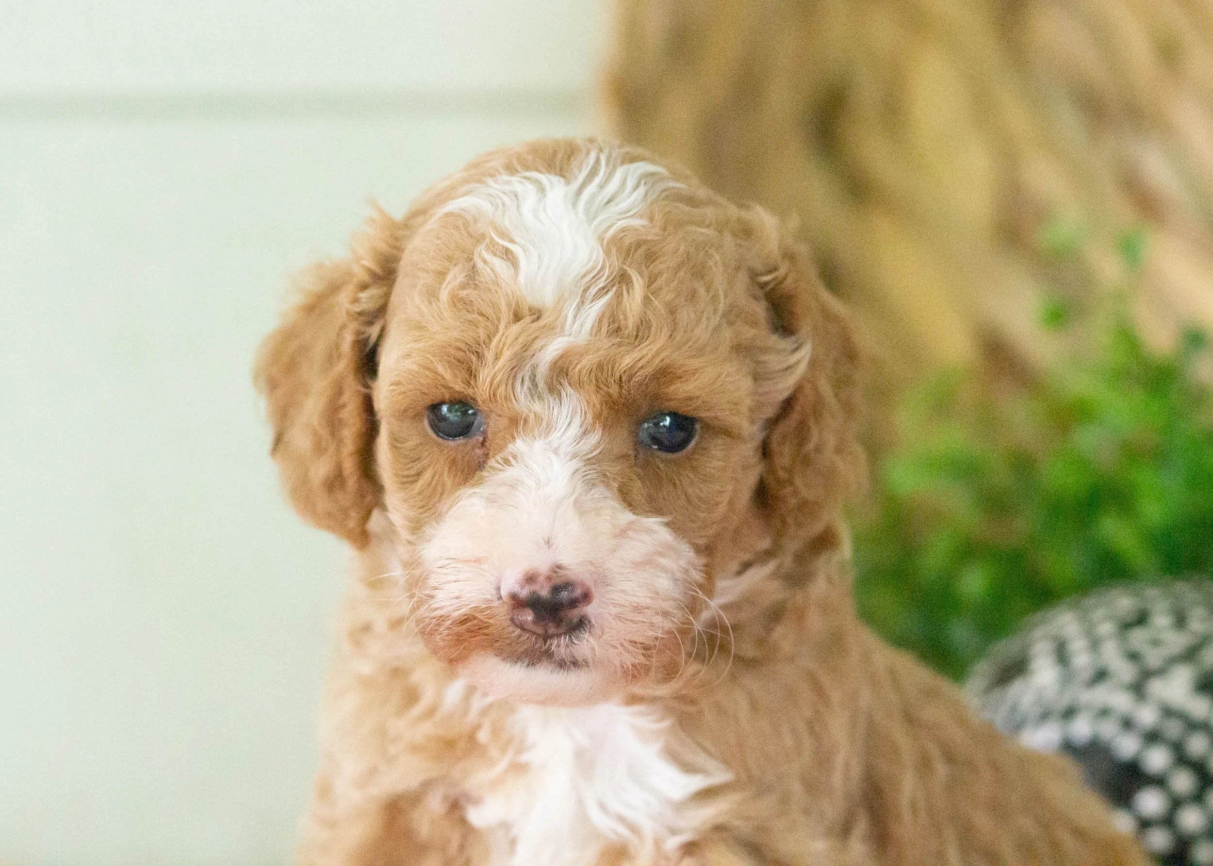 Tina Goldendoodle For Sale(1).jpg