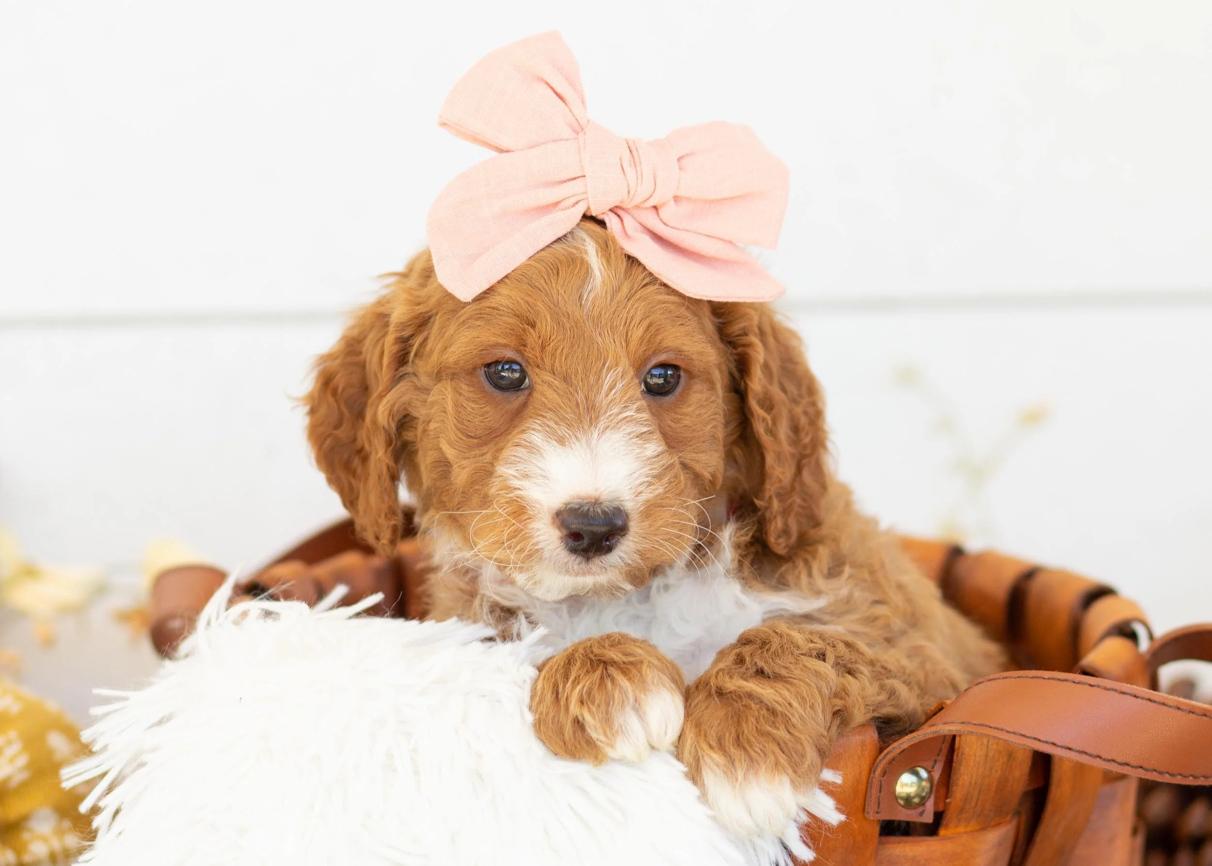 Dior goldendoodle for sale.jpg