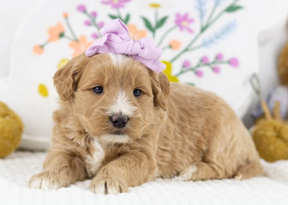 Phoebe goldendoodle for sale.jpg