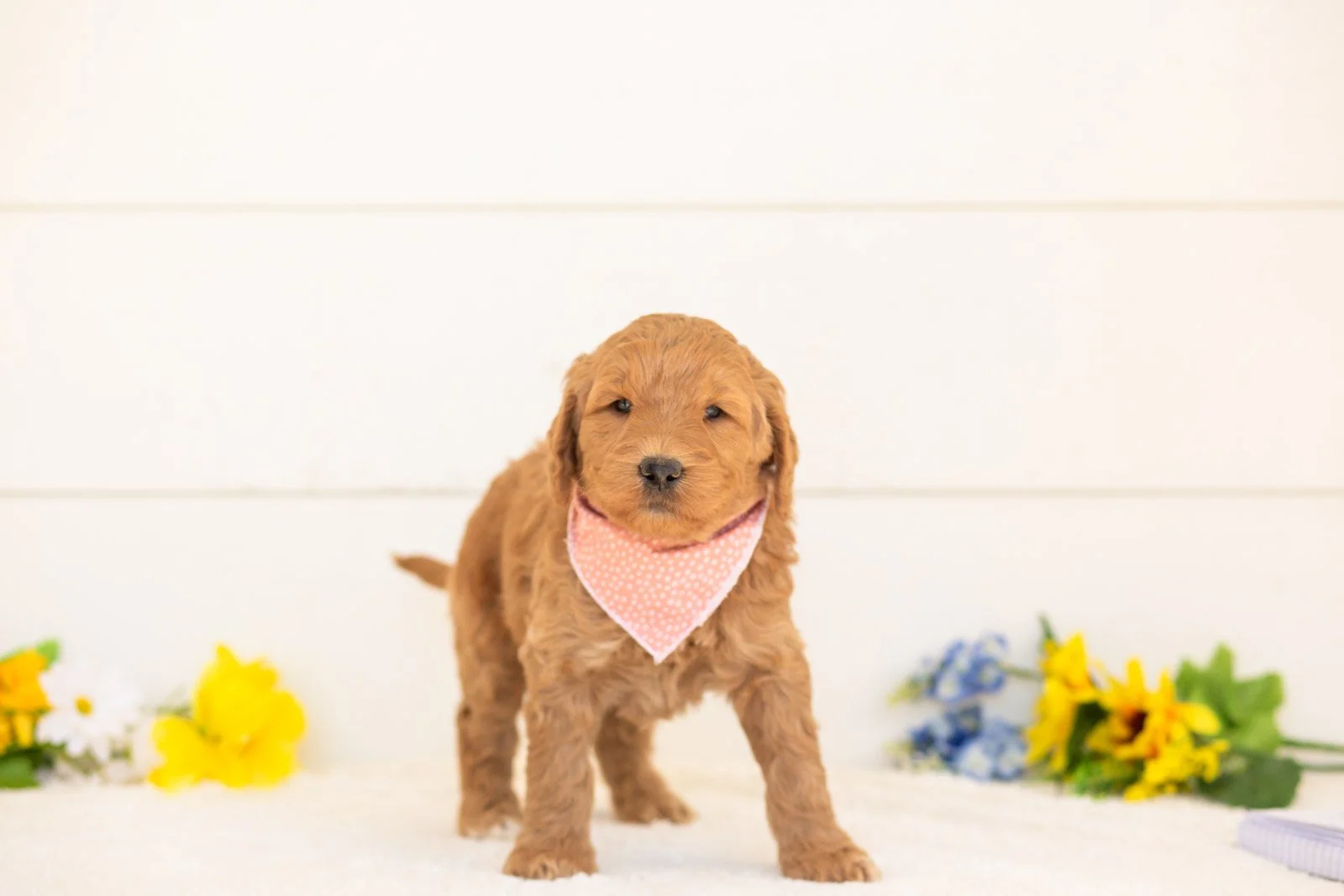 Wasabi goldendoodle for sale.jpg