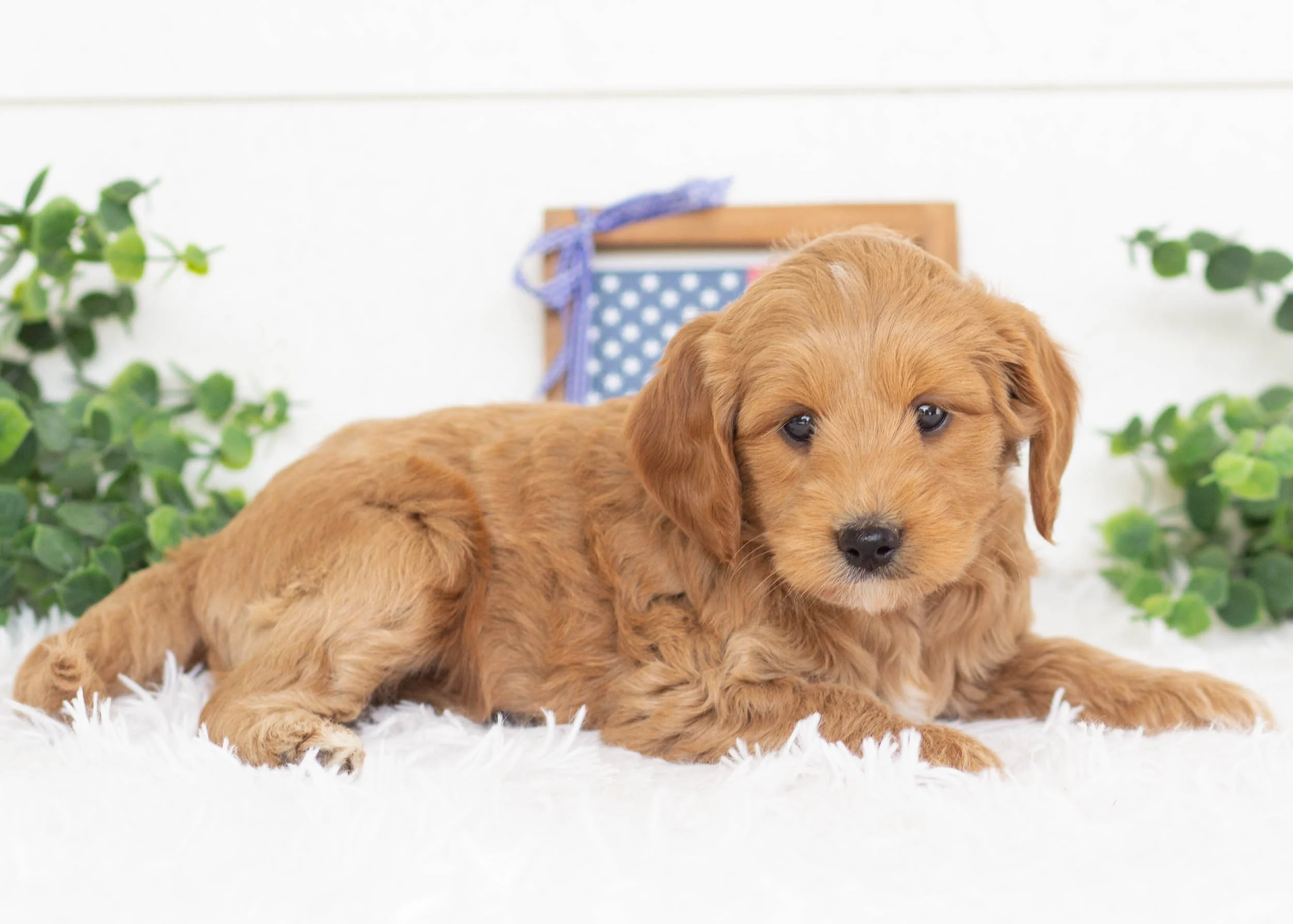 Blue Goldendoodle For Sale.jpg