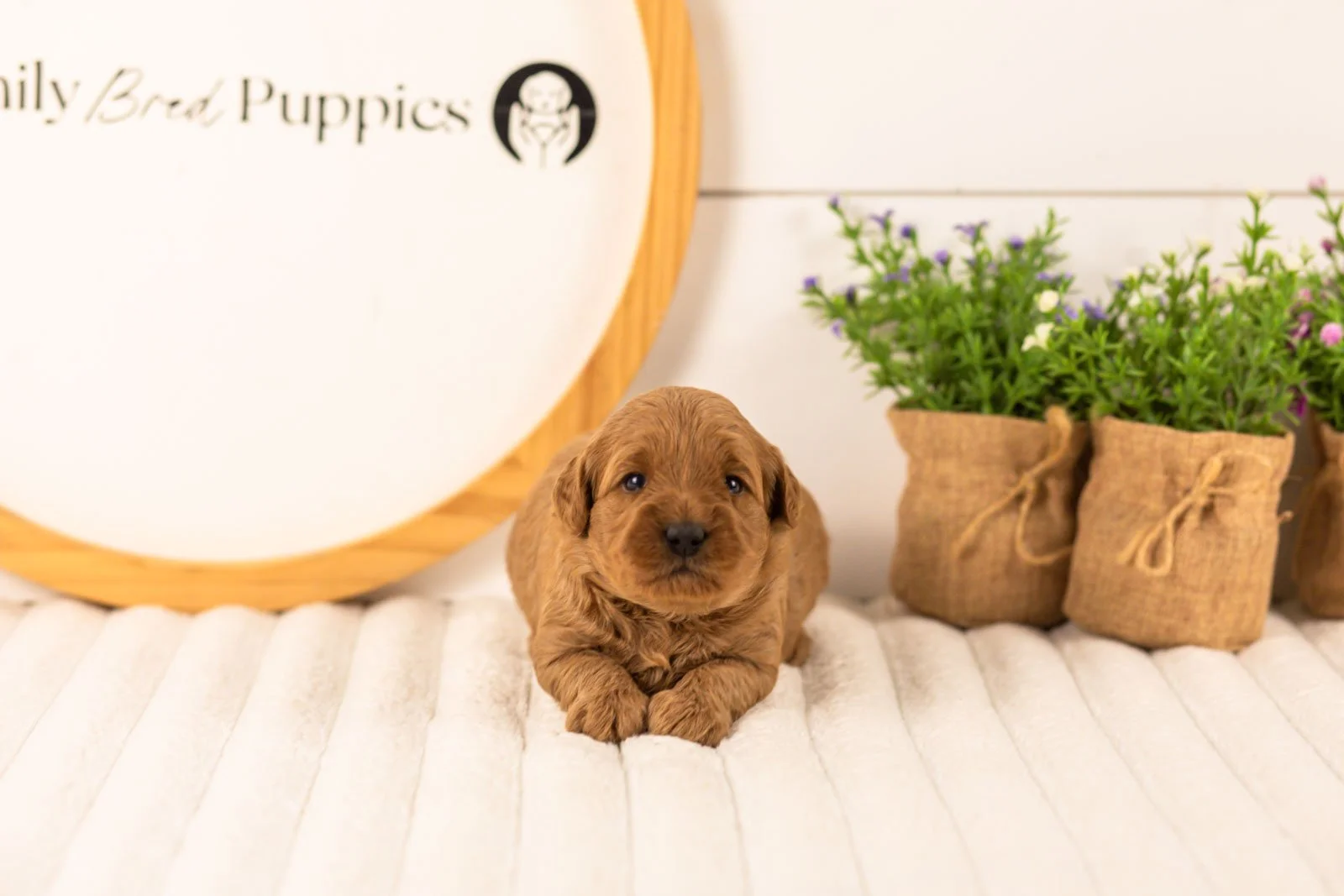 Isabelle goldendoodle for sale(1).jpg