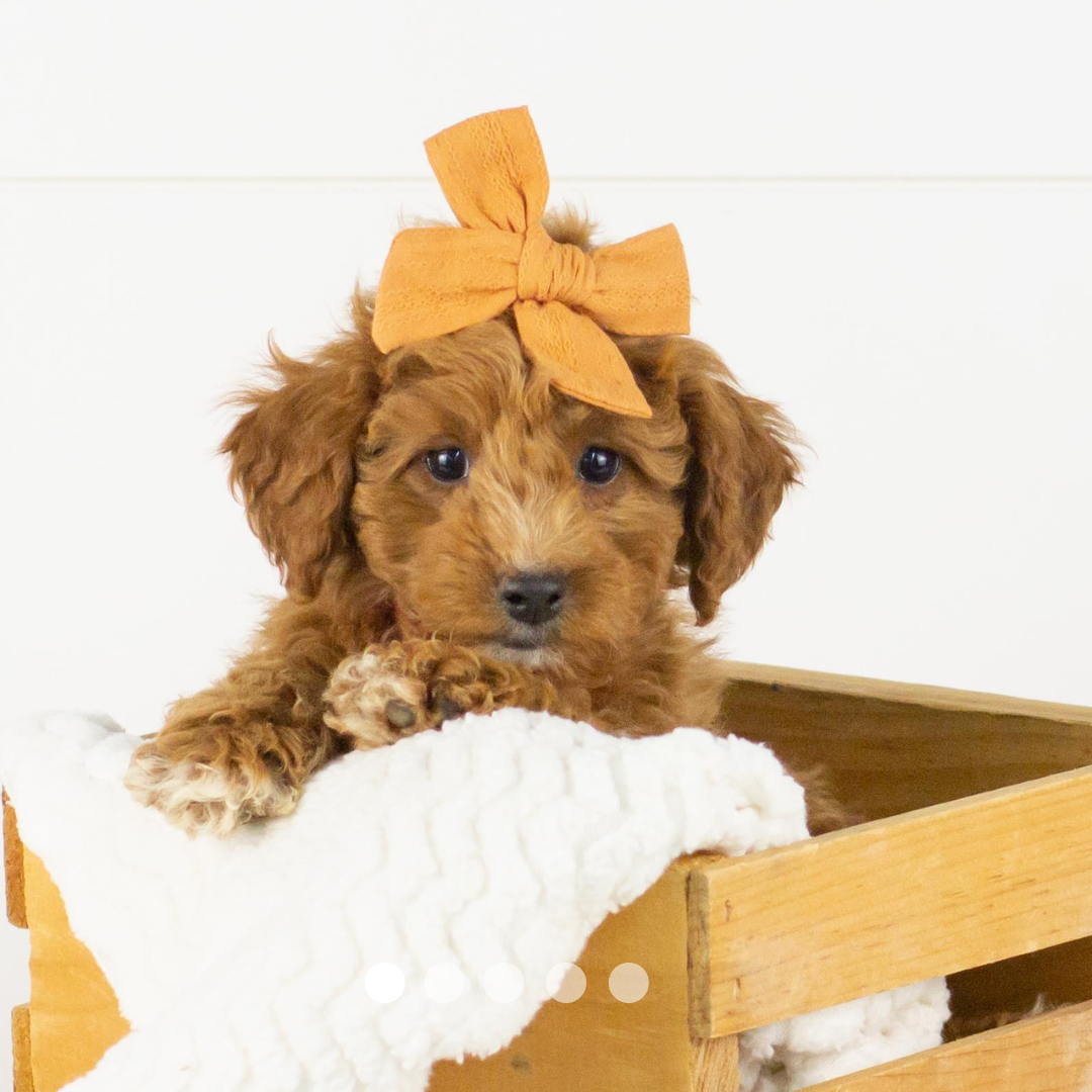 Copy of FBP Design.png