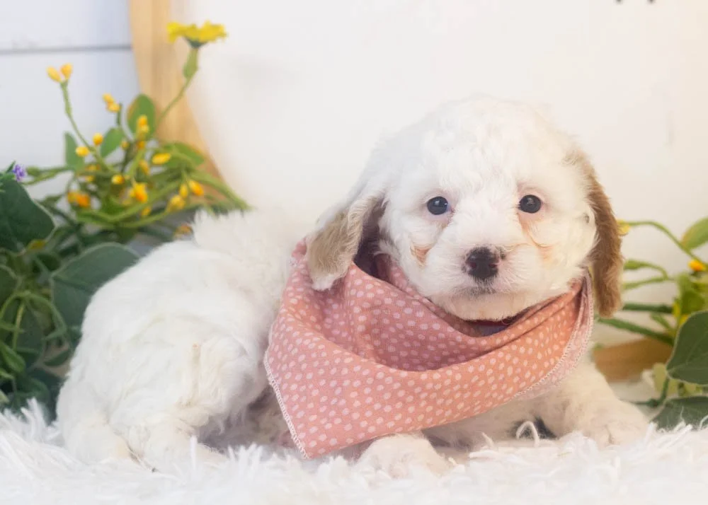 bentley goldendoodle for sale(2).jpg