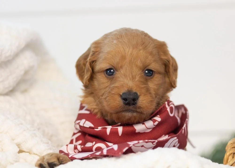 Chestnut goldendoodle for sale(3).jpg