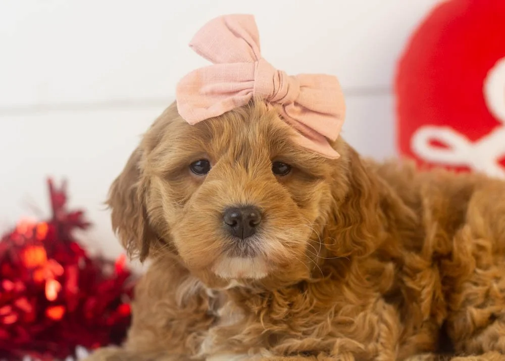 Vienna goldendoodle for sale(3).jpg