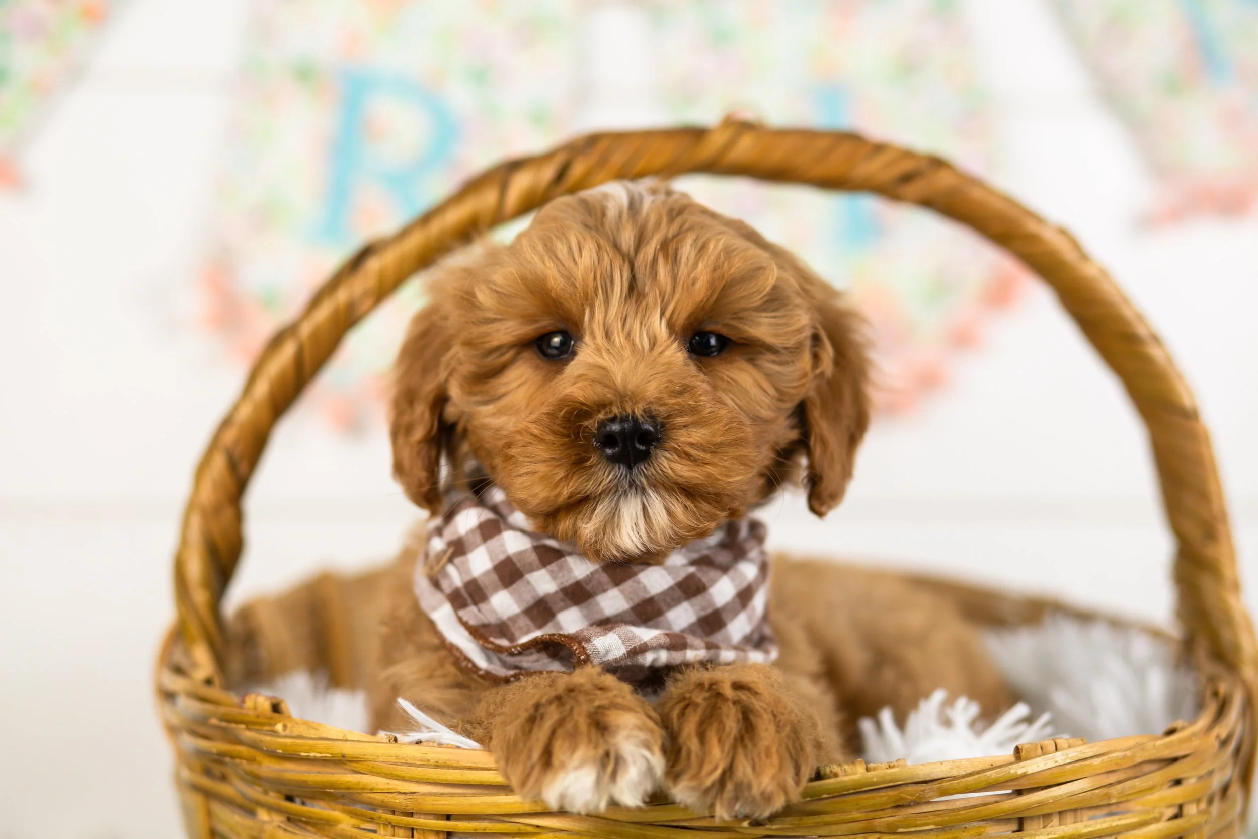 goldendoodle for sale