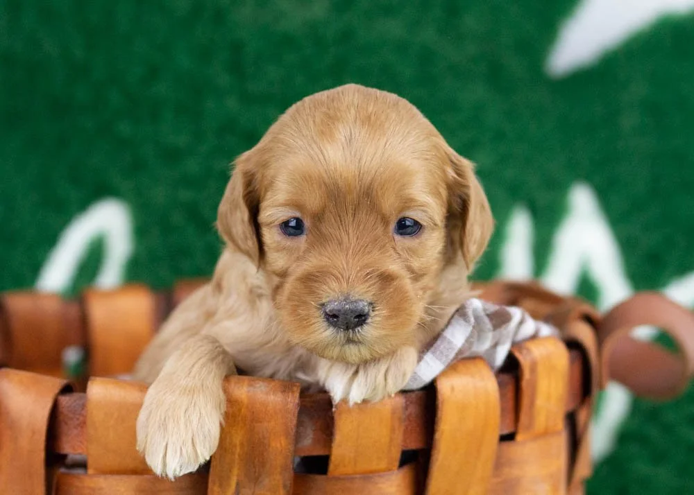 Benny goldendoodle for sale(1).jpg
