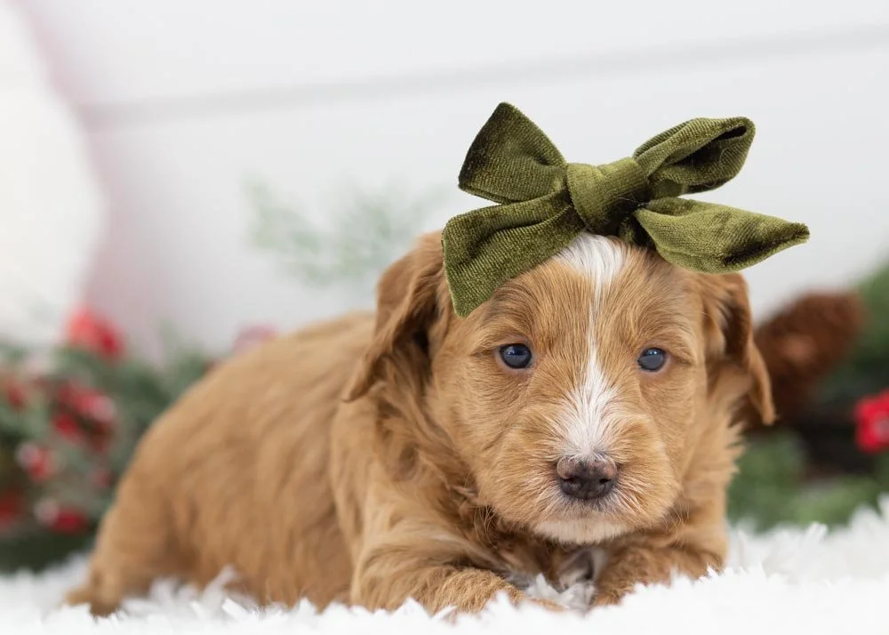 Butter goldendoodle for sale(1).jpg