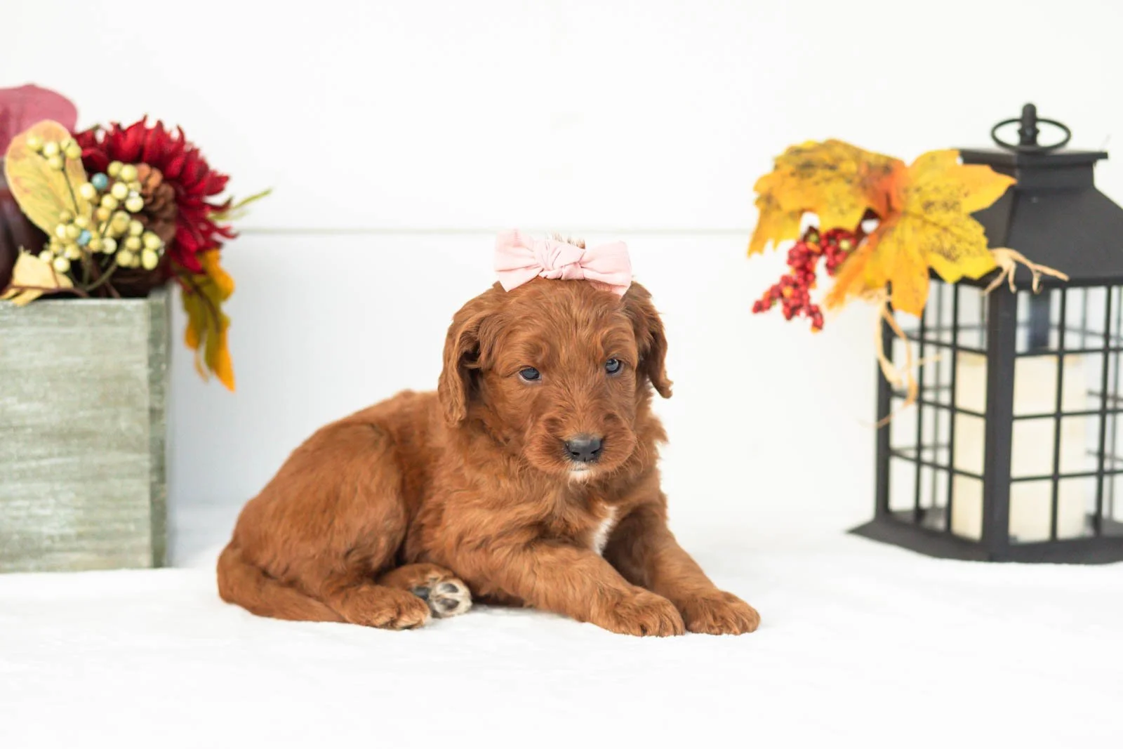 Piglet goldendoodle for sale(3).jpg