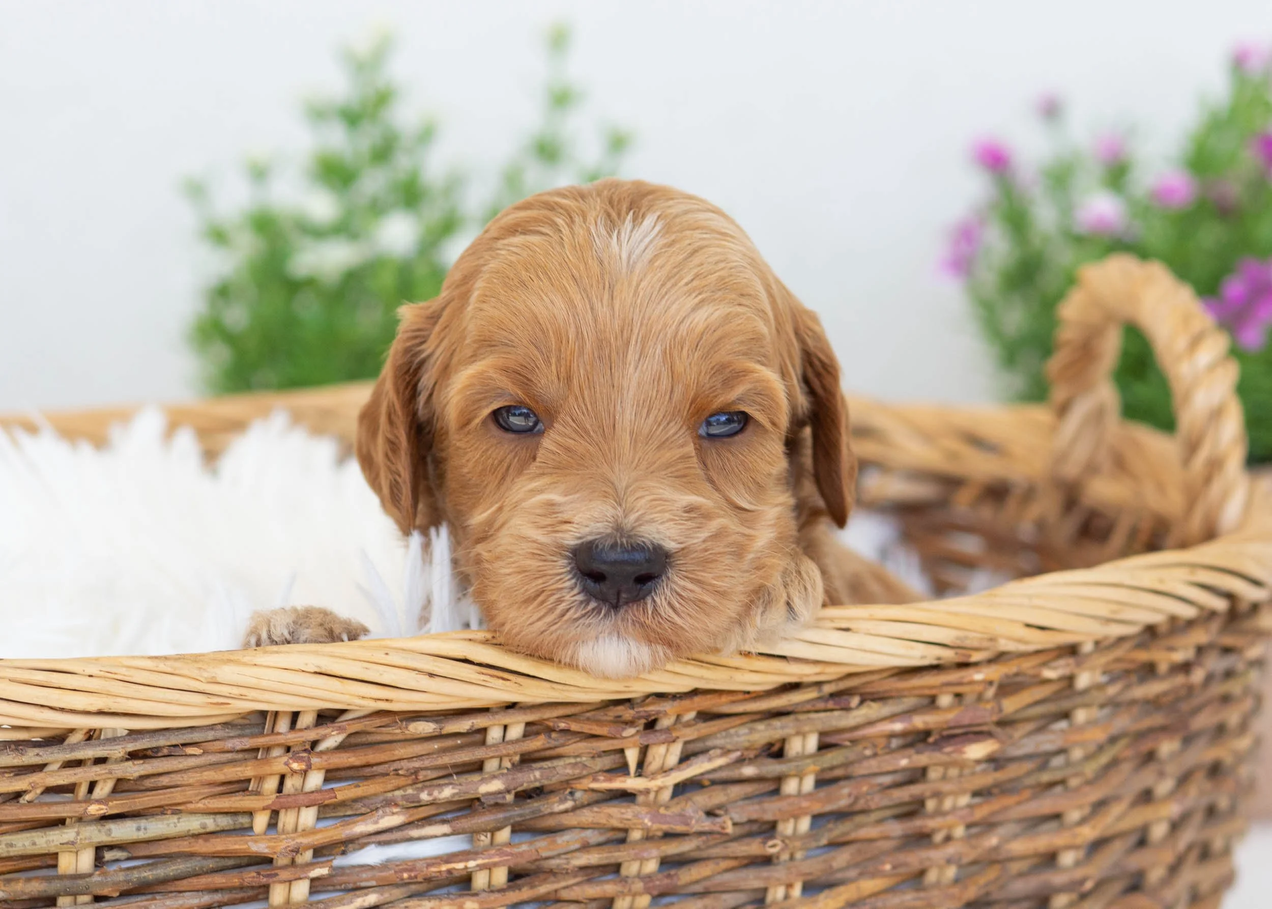 Bogey goldendoodle for sale.jpg