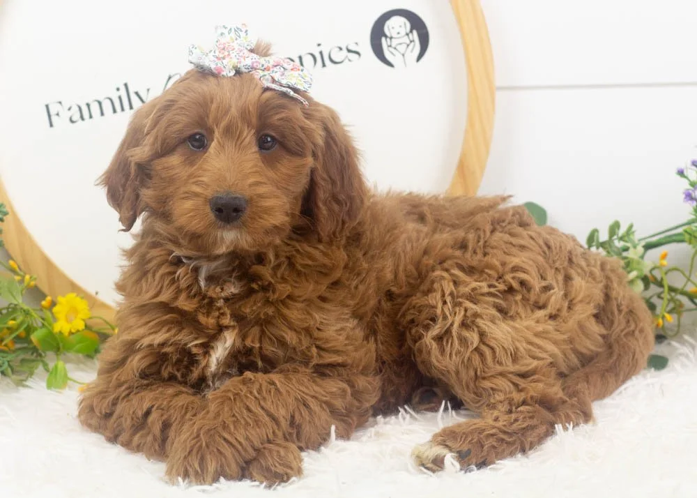 mckenna goldendoodle for sale(3).jpg