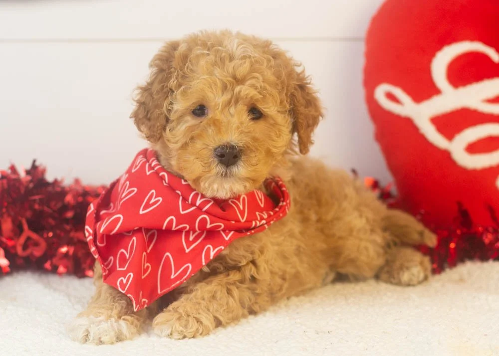 Everest goldendoodle for sale.jpg