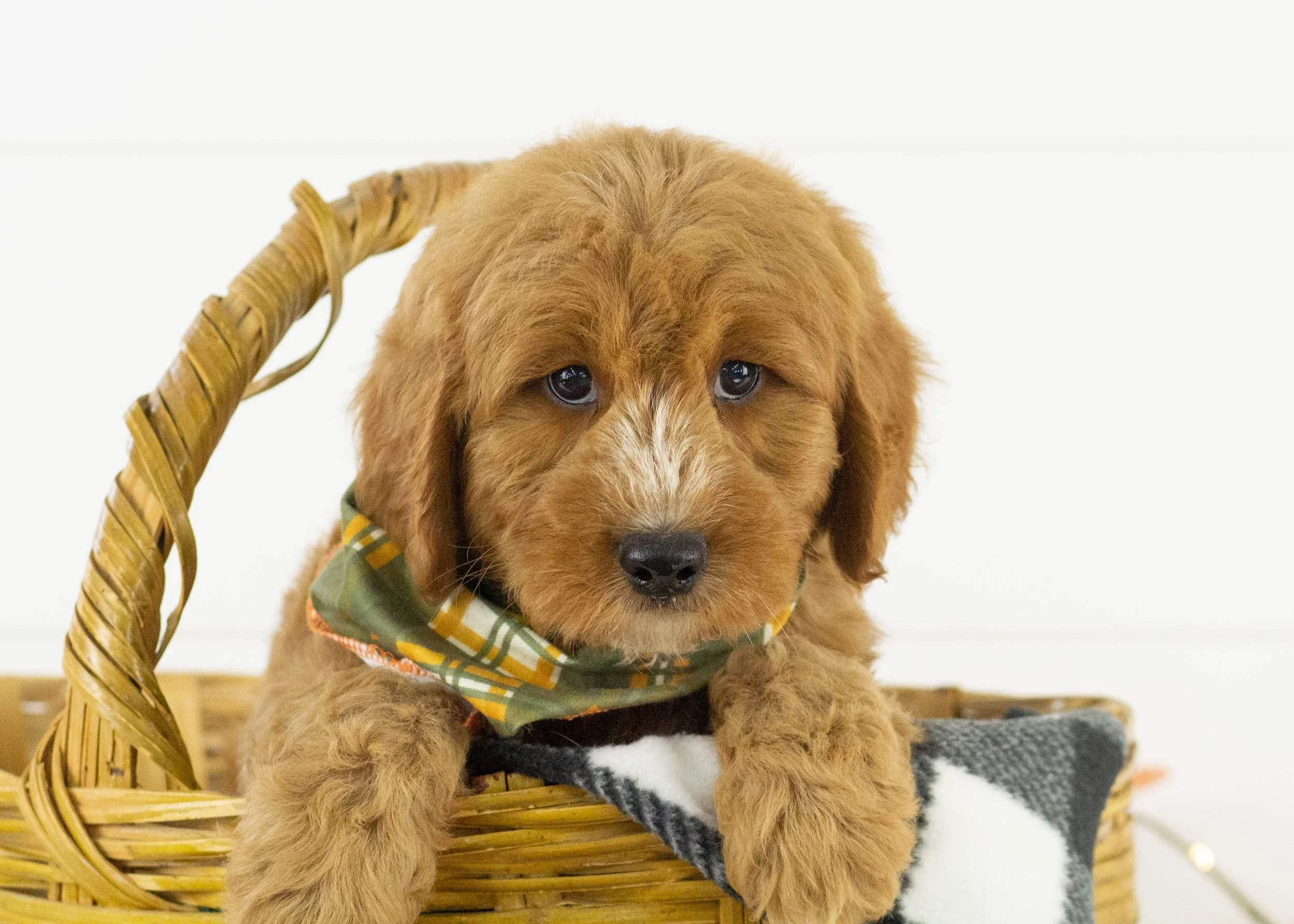 Cardinal goldendoodle for sale.jpg
