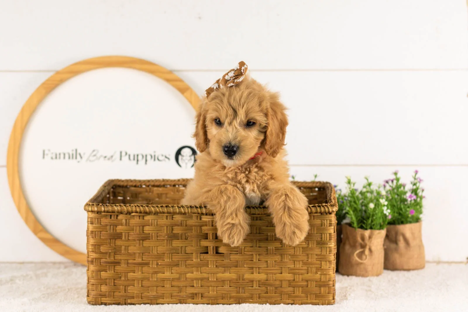 Marty goldendoodle for sale(1).jpg