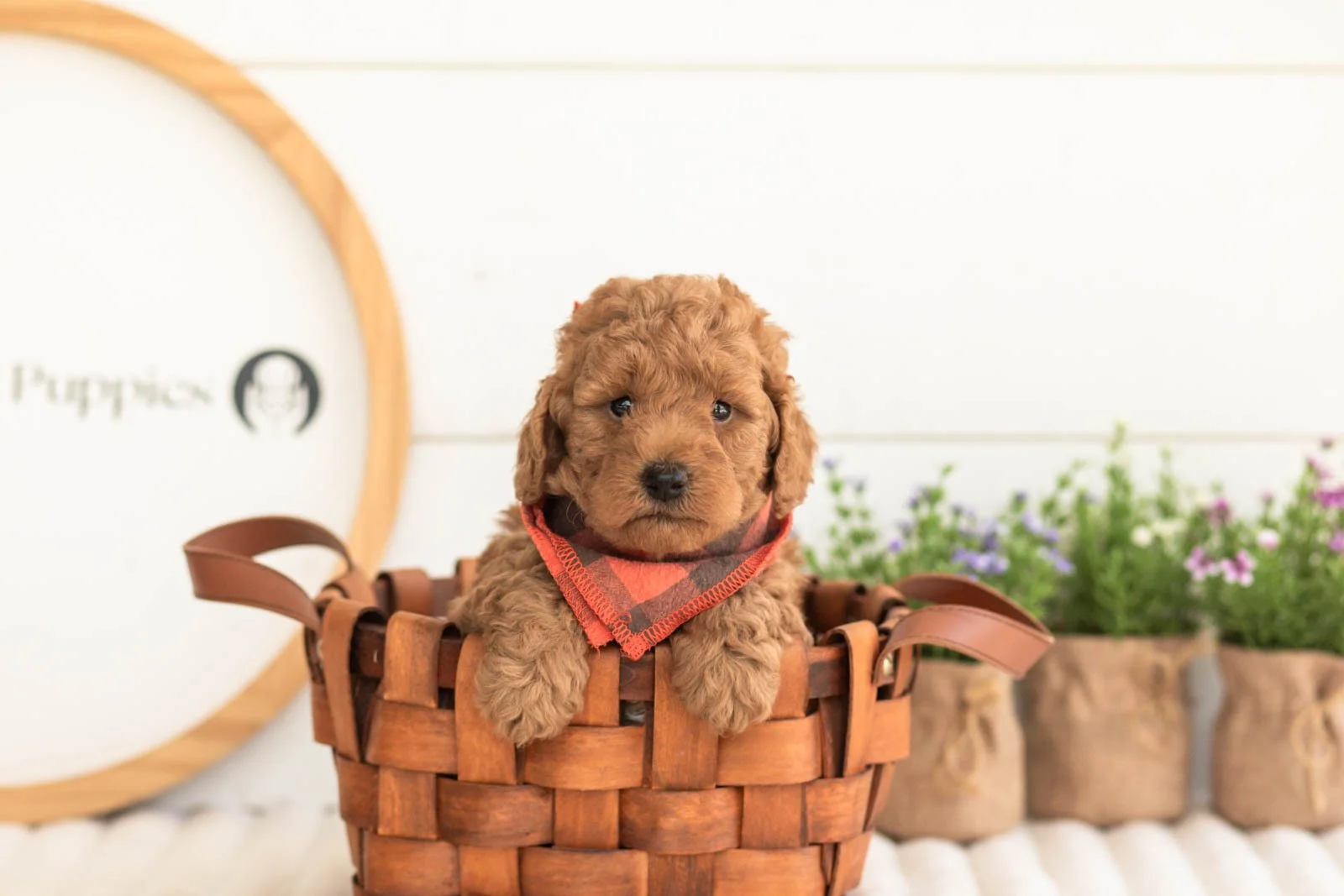 Jerry goldendoodle for sale(2).jpg