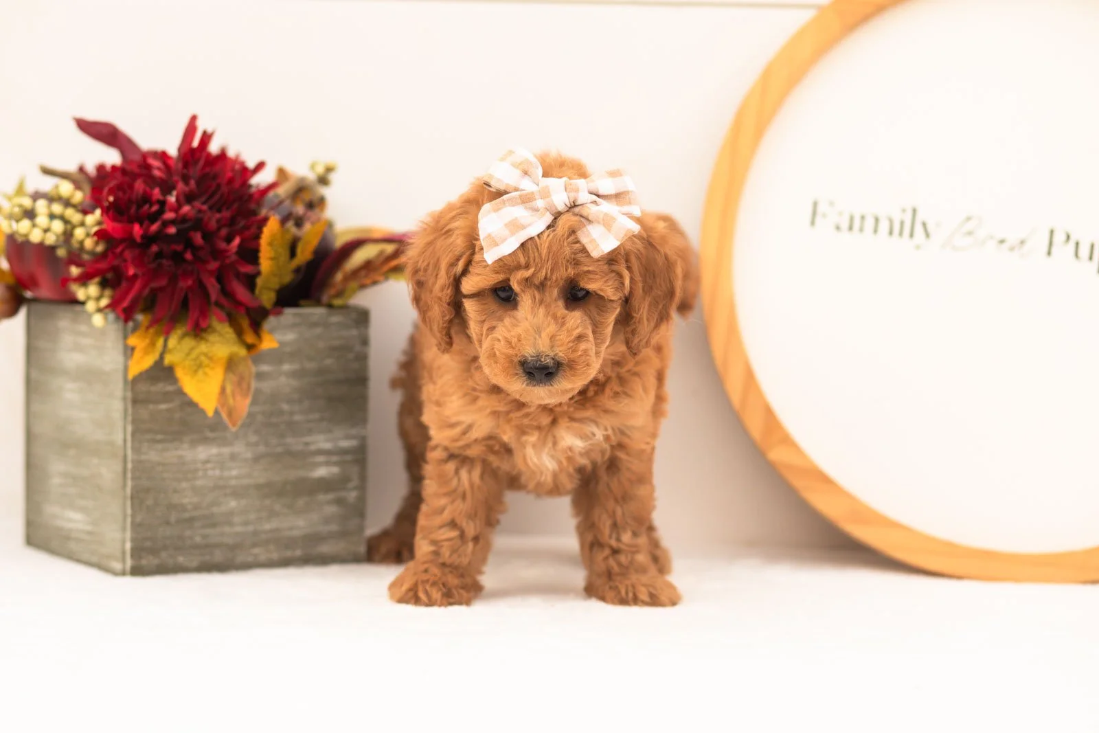 Fiona goldendoodle for sale(1).jpg