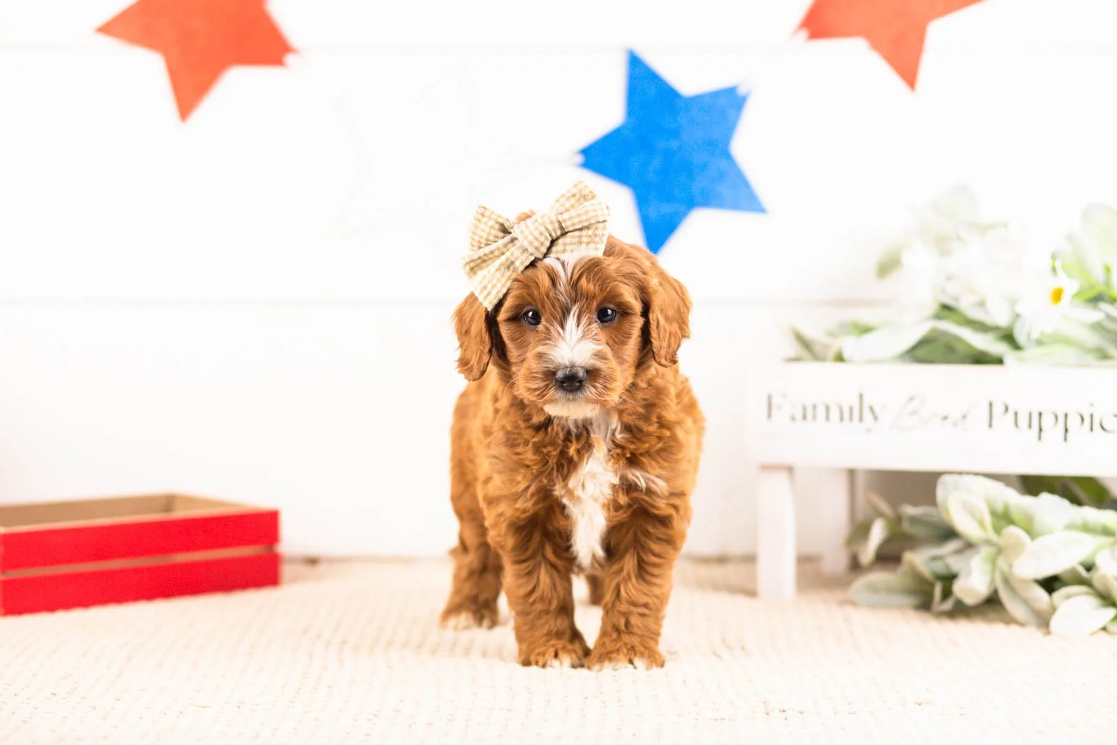 queen goldendoodle for sale(1).jpg