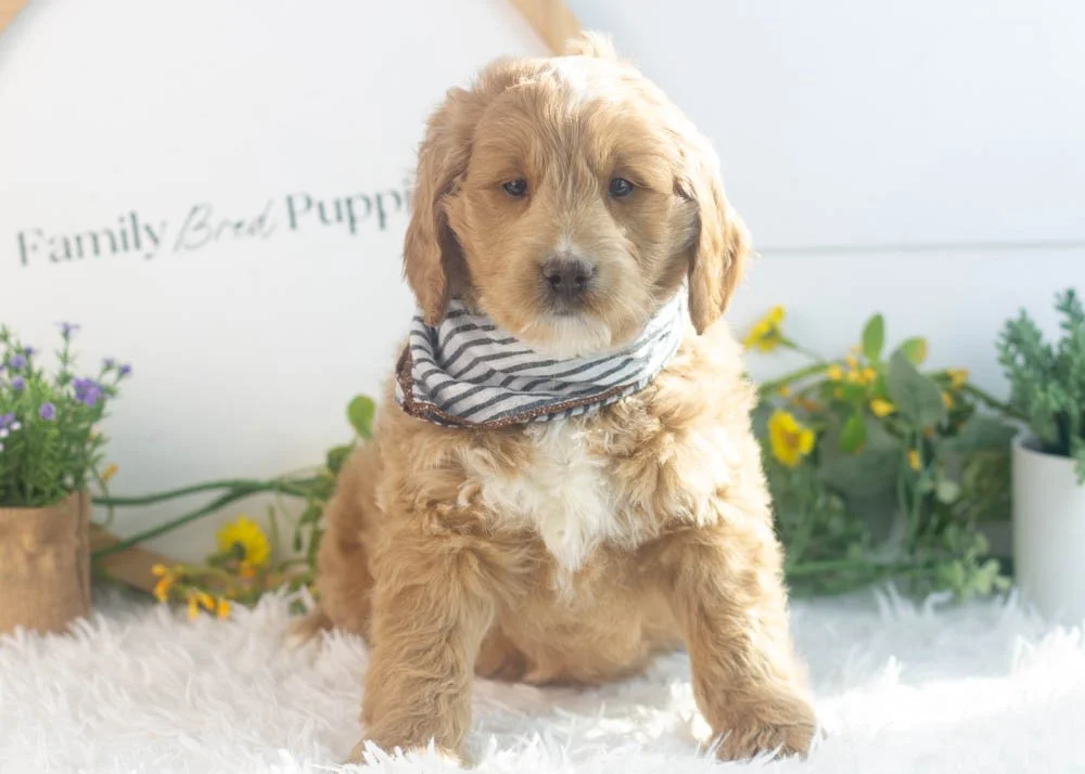 Snare goldendoodle for sale.jpg