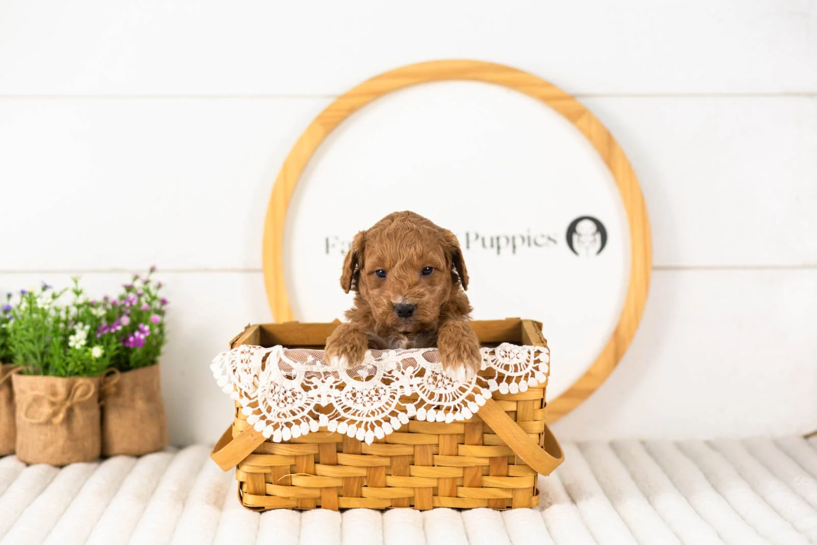 Levi goldendoodle for sale(4).jpg