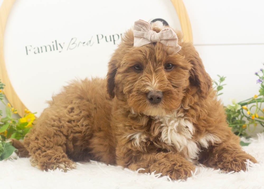 anna goldendoodle for sale.jpg