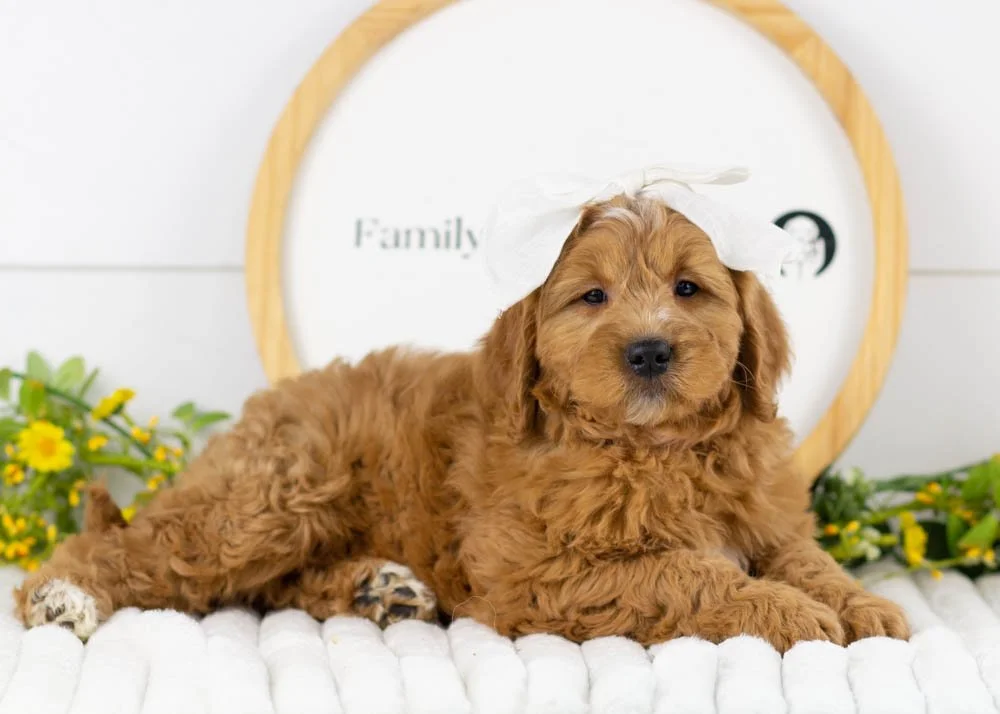 Meatball goldendoodle for sale(3).jpg