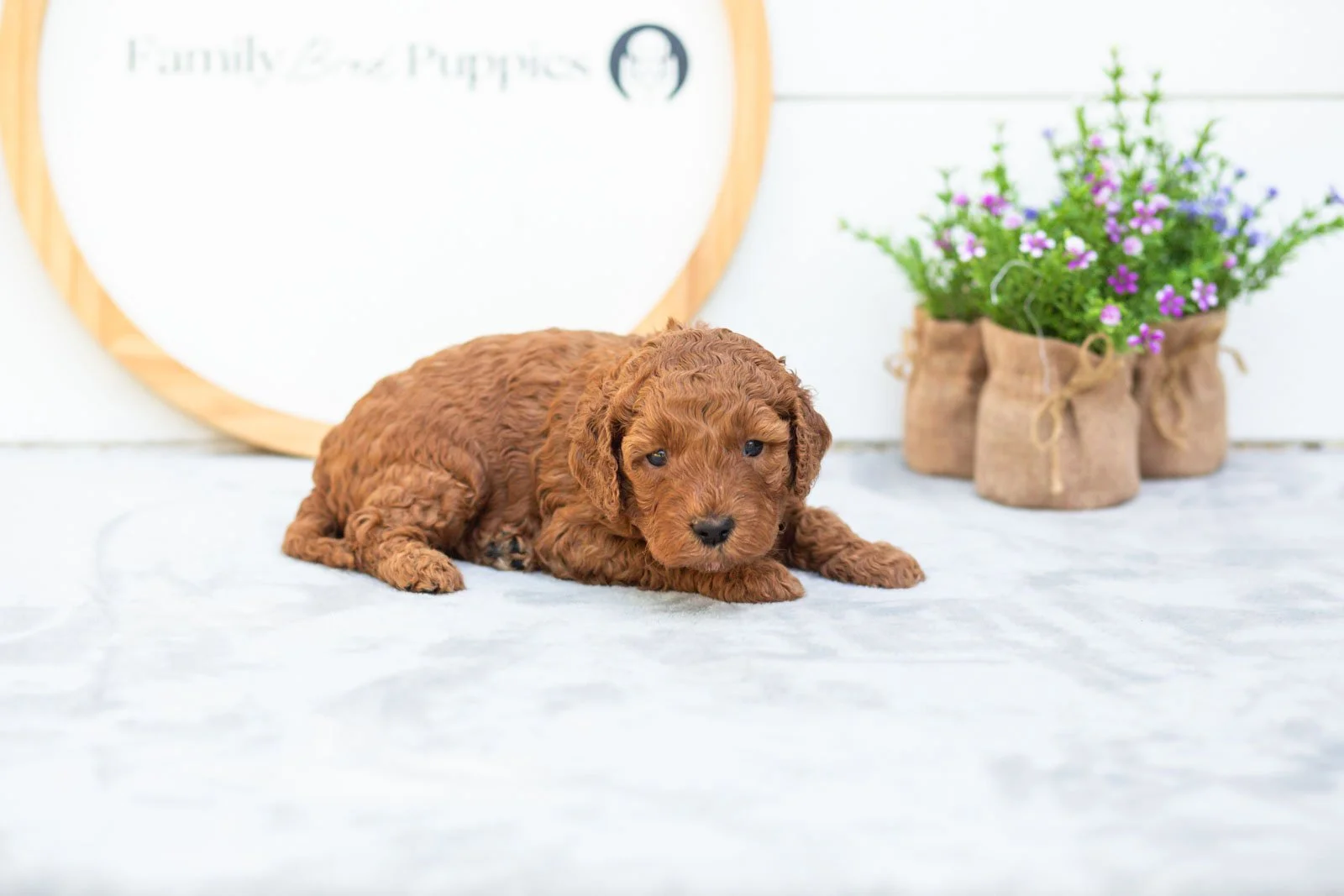 Cocoa goldendoodle for sale(1).jpg