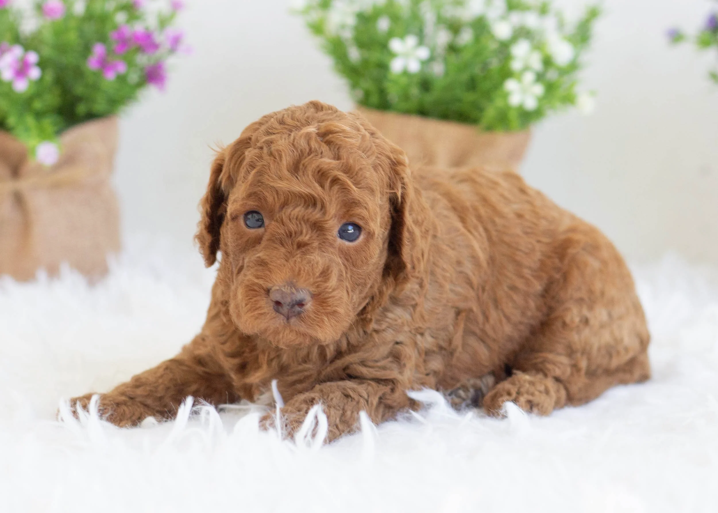 Zane Goldendoodle For Sale(2).jpg