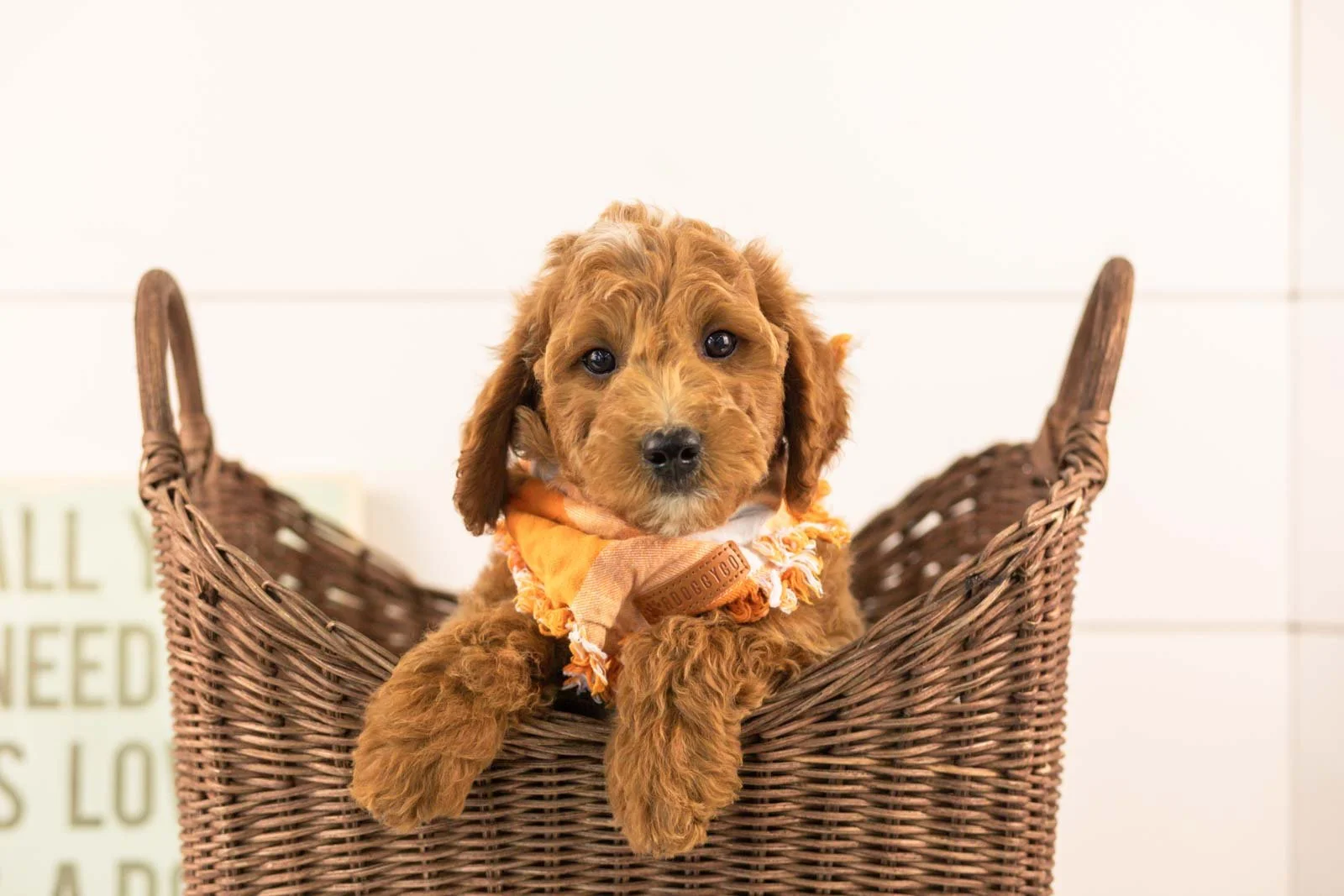 Char goldendoodle for sale(3).jpg