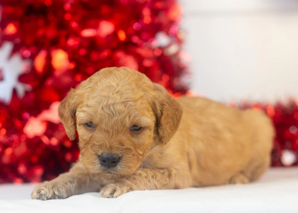 Arrow goldendoodle for sale.jpg