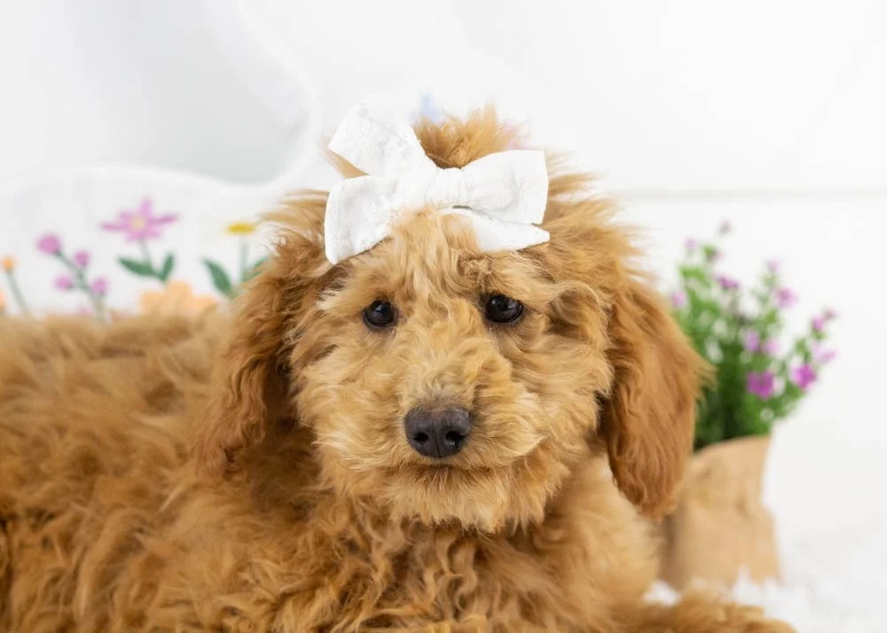 goldendoodle for sale