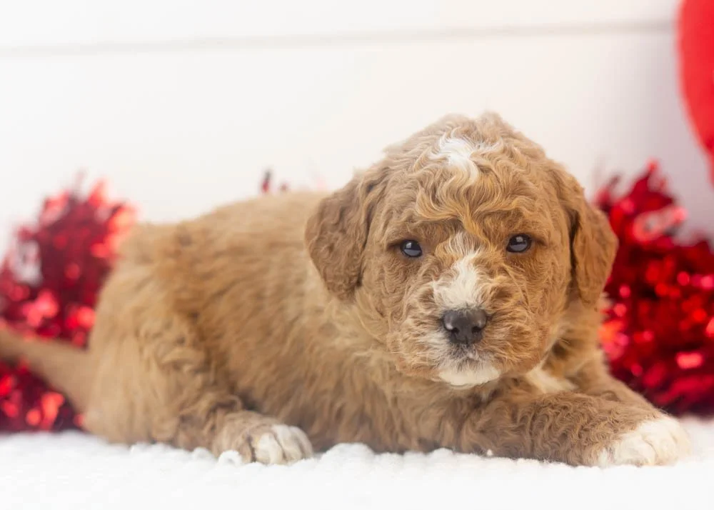 Breeze goldendoodle for sale.(2).jpg