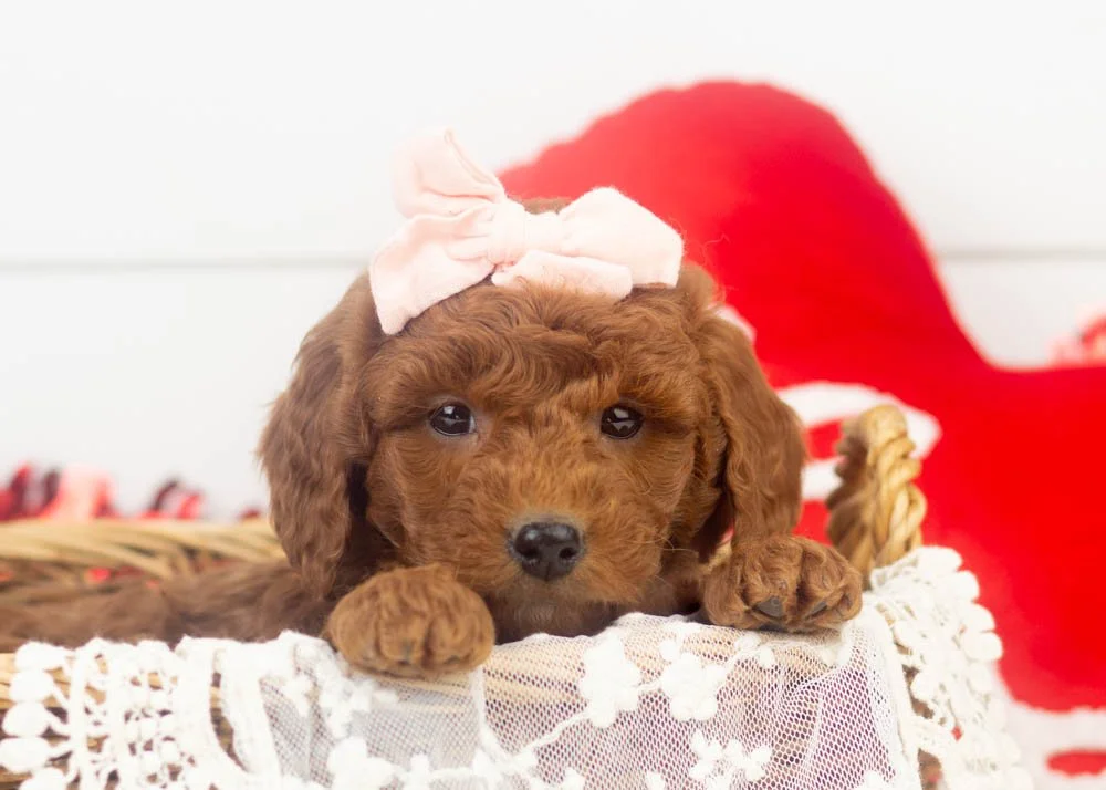 goldendoodle for sale