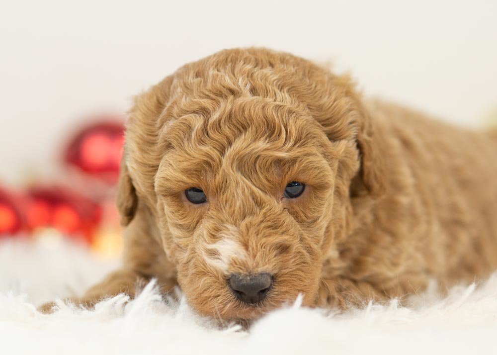 Chilli goldendoodle for sale(1).jpg